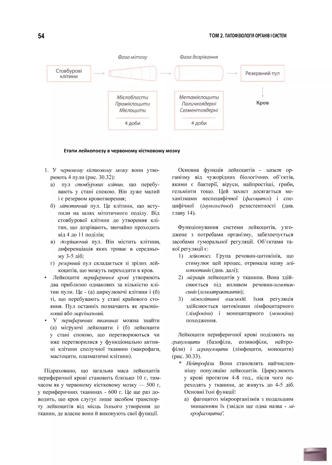 Етапи лейкопоезу в червоному кістковому мозку