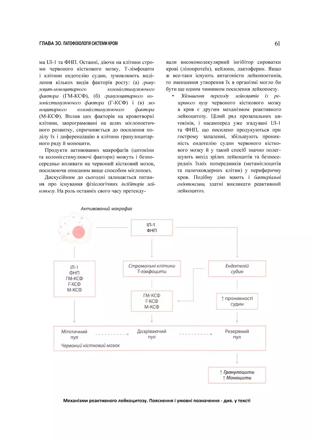 Механізми реактивного лейкоцитозу. Пояснення і умовні позначення - див. у тексті