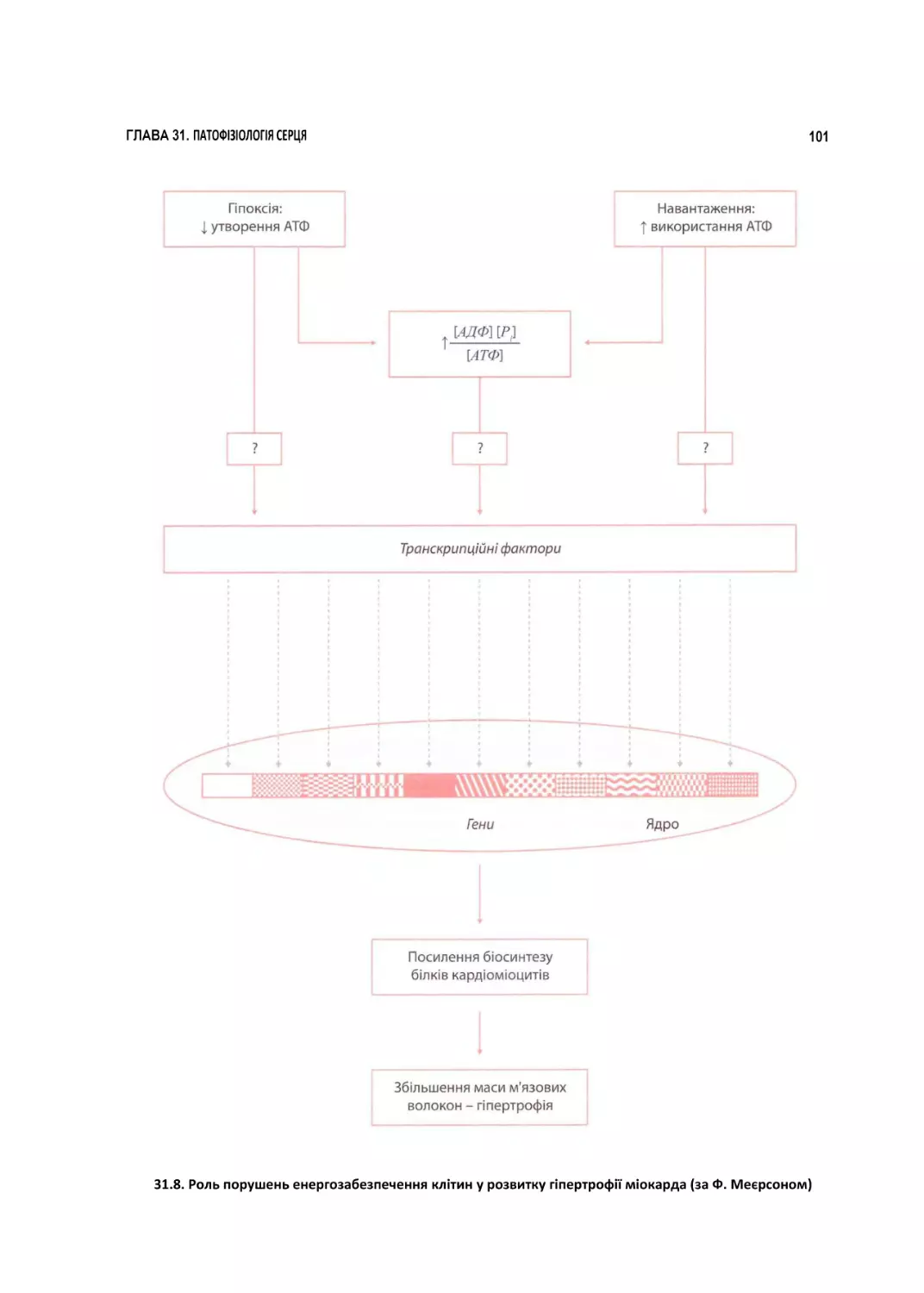 31.8. Роль порушень енергозабезпечення клітин у розвитку гіпертрофії міокарда (за Ф. Меєрсоном)