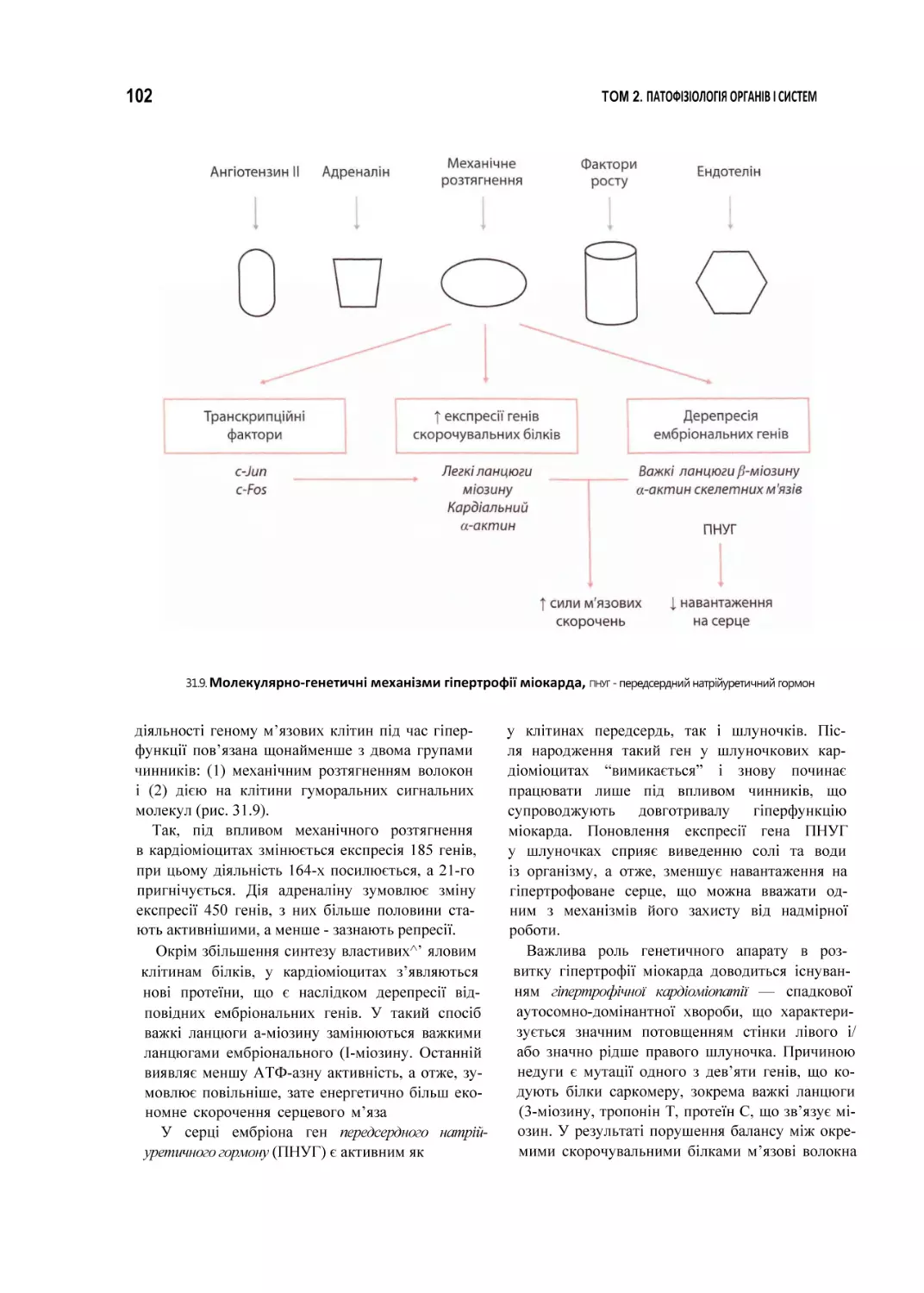 31.9. Молекулярно-генетичні механізми гіпертрофії міокарда, пнуг - передсердний натрійуретичний гормон