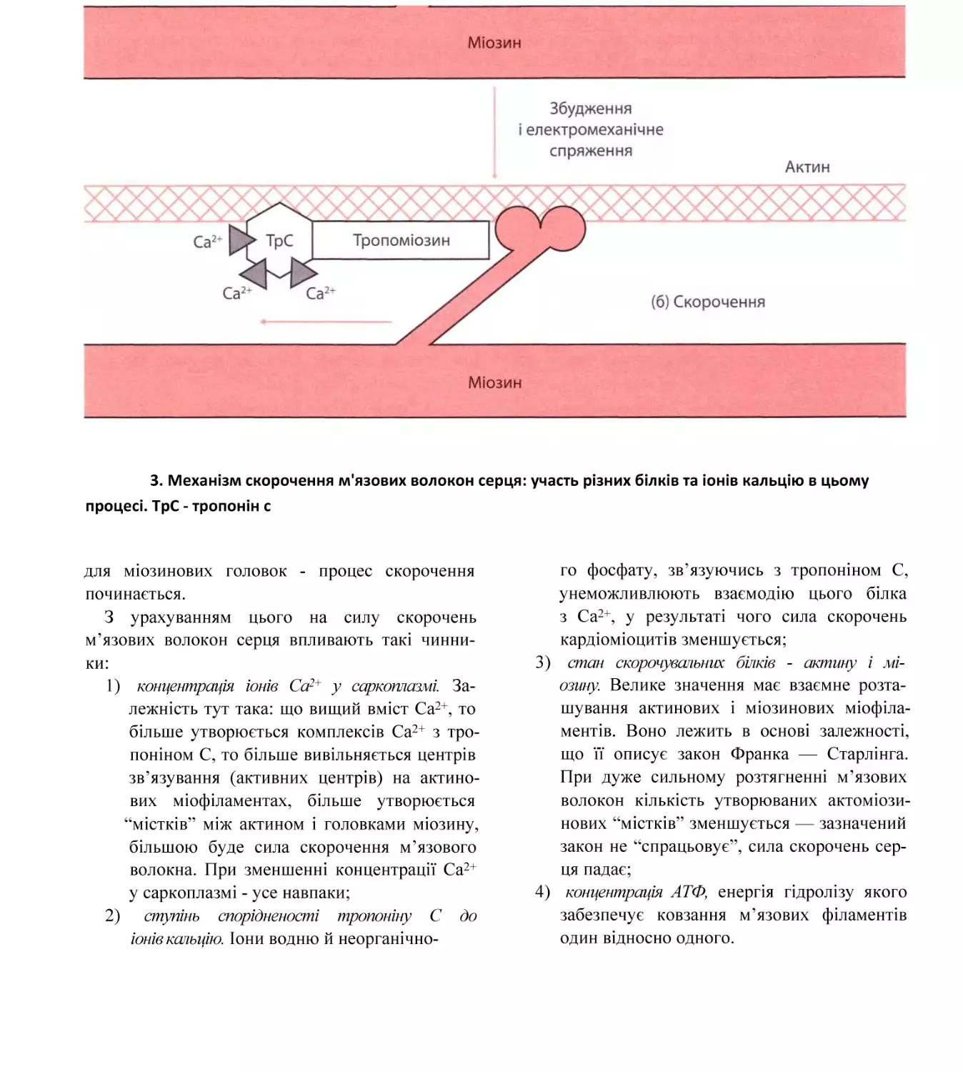 3. Механізм скорочення м'язових волокон серця