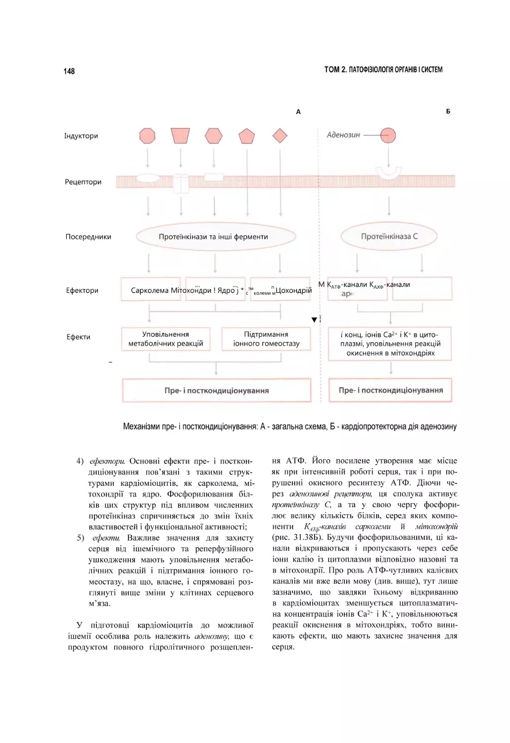 Механізми пре- і посткондиціонування