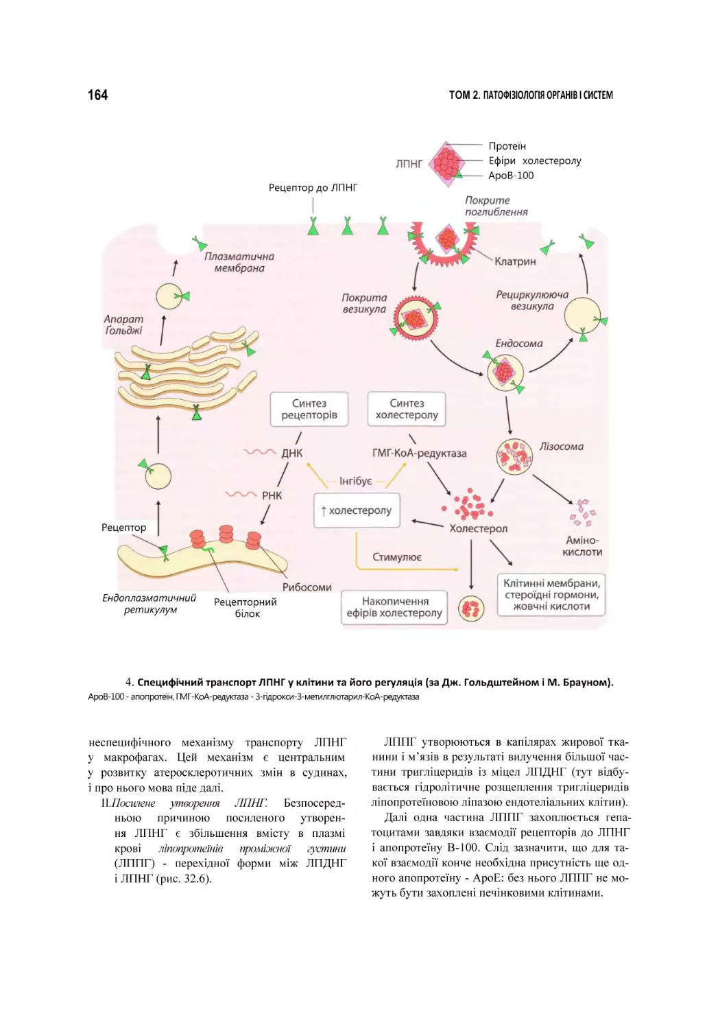 4. Специфічний транспорт ЛПНГ у клітини та його регуляція (за Дж. Гольдштейном і М. Брауном). АроВ-100 - апопротеїн, ГМГ-КоА-редуктаза - З-гідрокси-З-метилглютарил-КоА-редуктаза