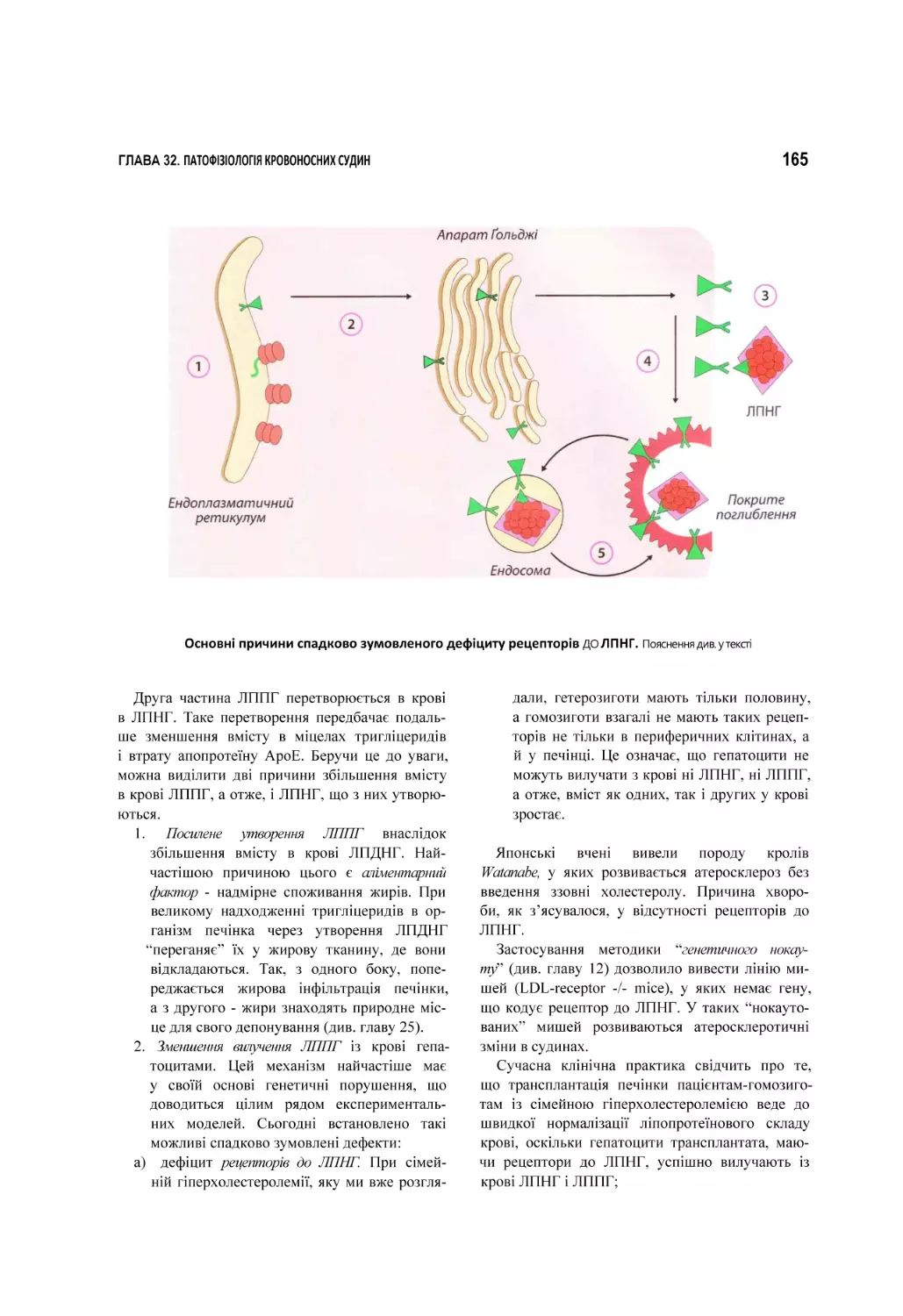 Основні причини спадково зумовленого дефіциту рецепторів ДО ЛПНГ. Пояснення див. у тексті