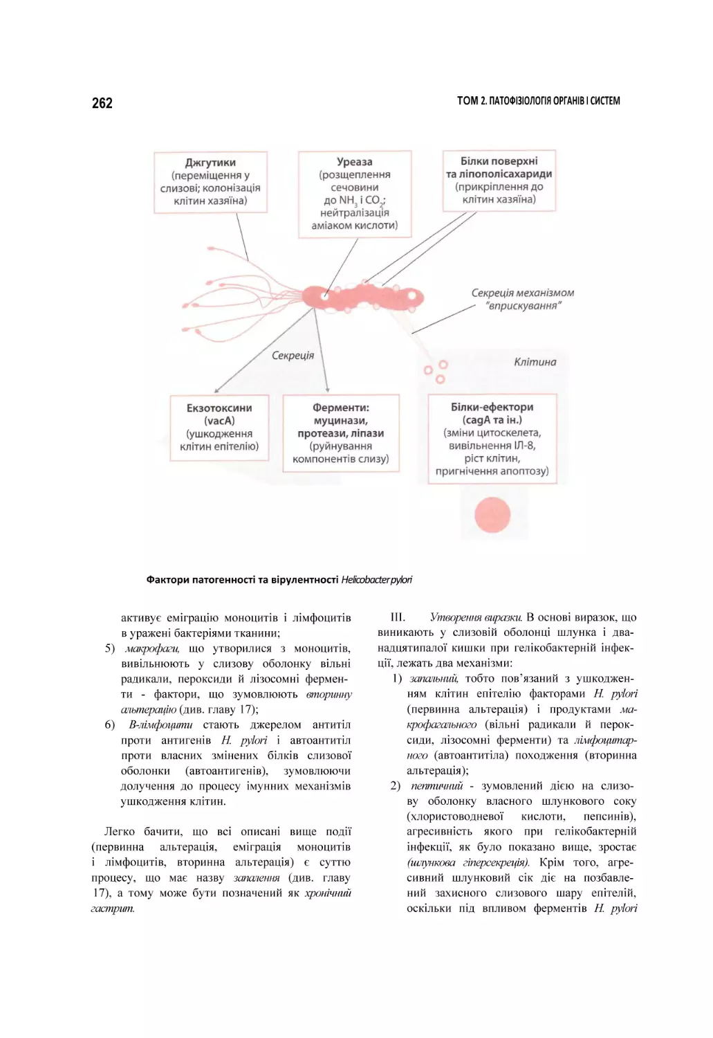 Фактори патогенності та вірулентності Helicobacter pylori