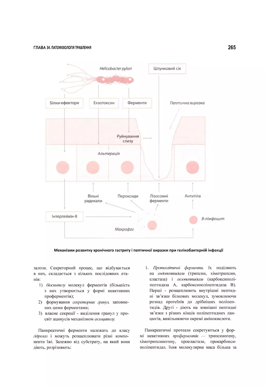 Механізми розвитку хронічного гастриту і пептичної виразки при гелікобактерній інфекції