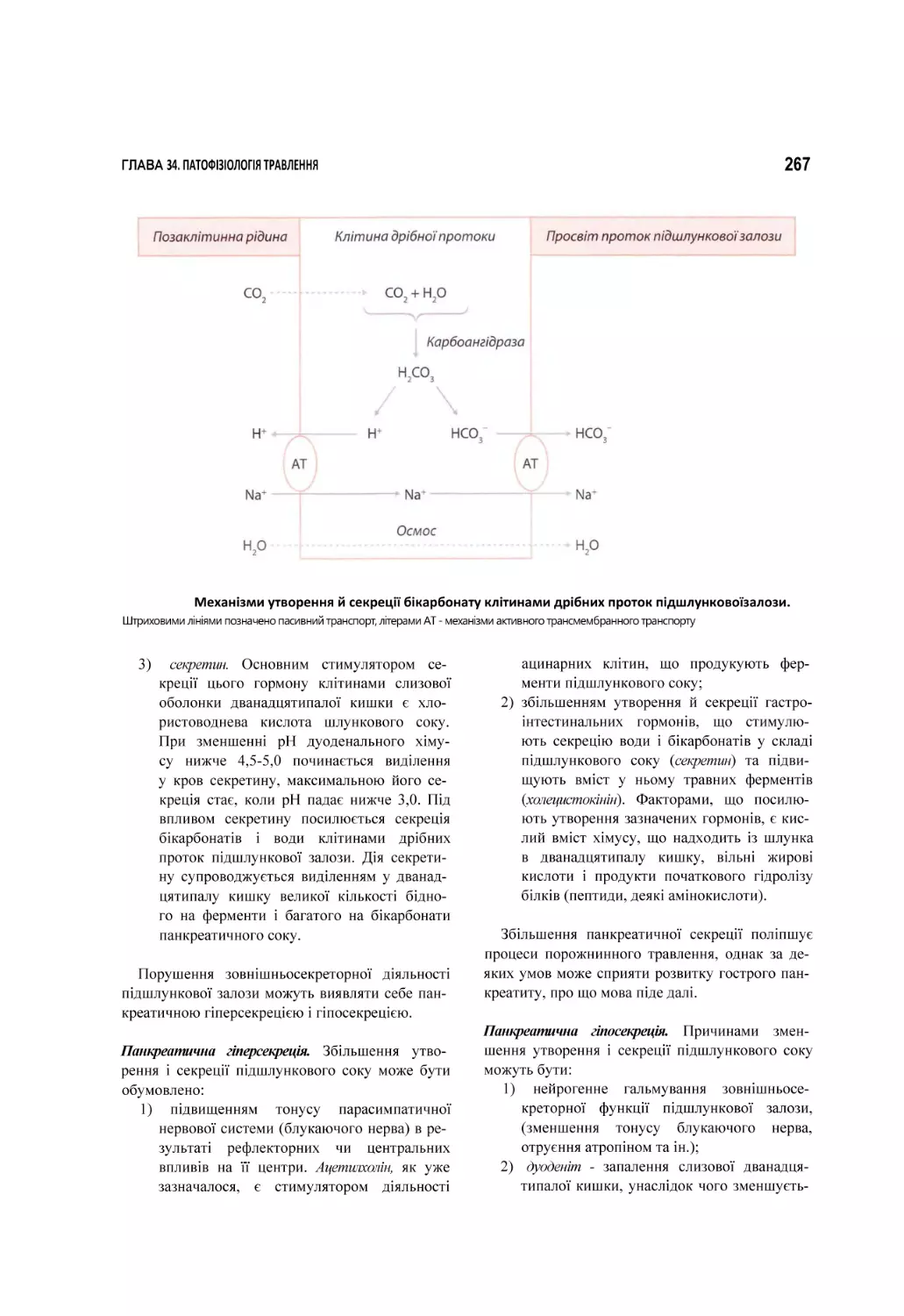 Механізми утворення й секреції бікарбонату клітинами дрібних проток підшлунковоїзалози.