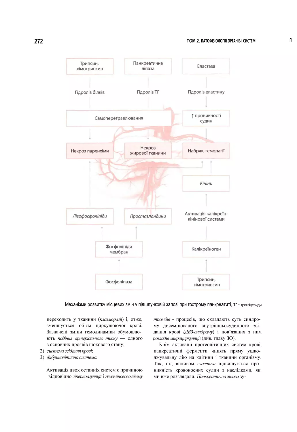 Механізми розвитку місцевих змін у підшлунковій залозі при гострому панкреатиті, тг - тригліцериди