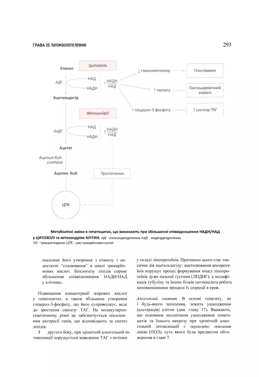 Метаболічні зміни в гепатоцитах, що виникають при збільшенні співвідношення НАДН/НАД у ЦИТОЗОЛІ та мітохондріях КЛІТИН. АДГ - алкогольдегідрогеназа, АлДГ - альдегіддегідрогеназа,