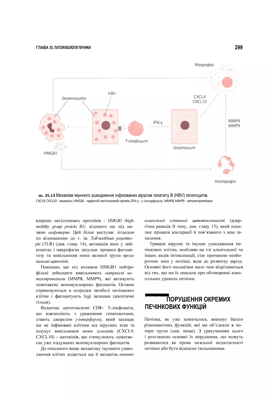 ис. 35.13 Механізм імунного ушкодження інфікованих вірусом гепатиту В (HBV) гепатоцитів.
ПОРУШЕННЯ ОКРЕМИХ ПЕЧІНКОВИХ ФУНКЦІЙ