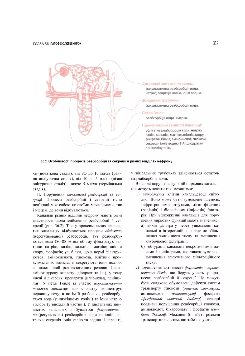 36.2. Особливості процесів реабсорбції та секреції в різних відділах нефрону