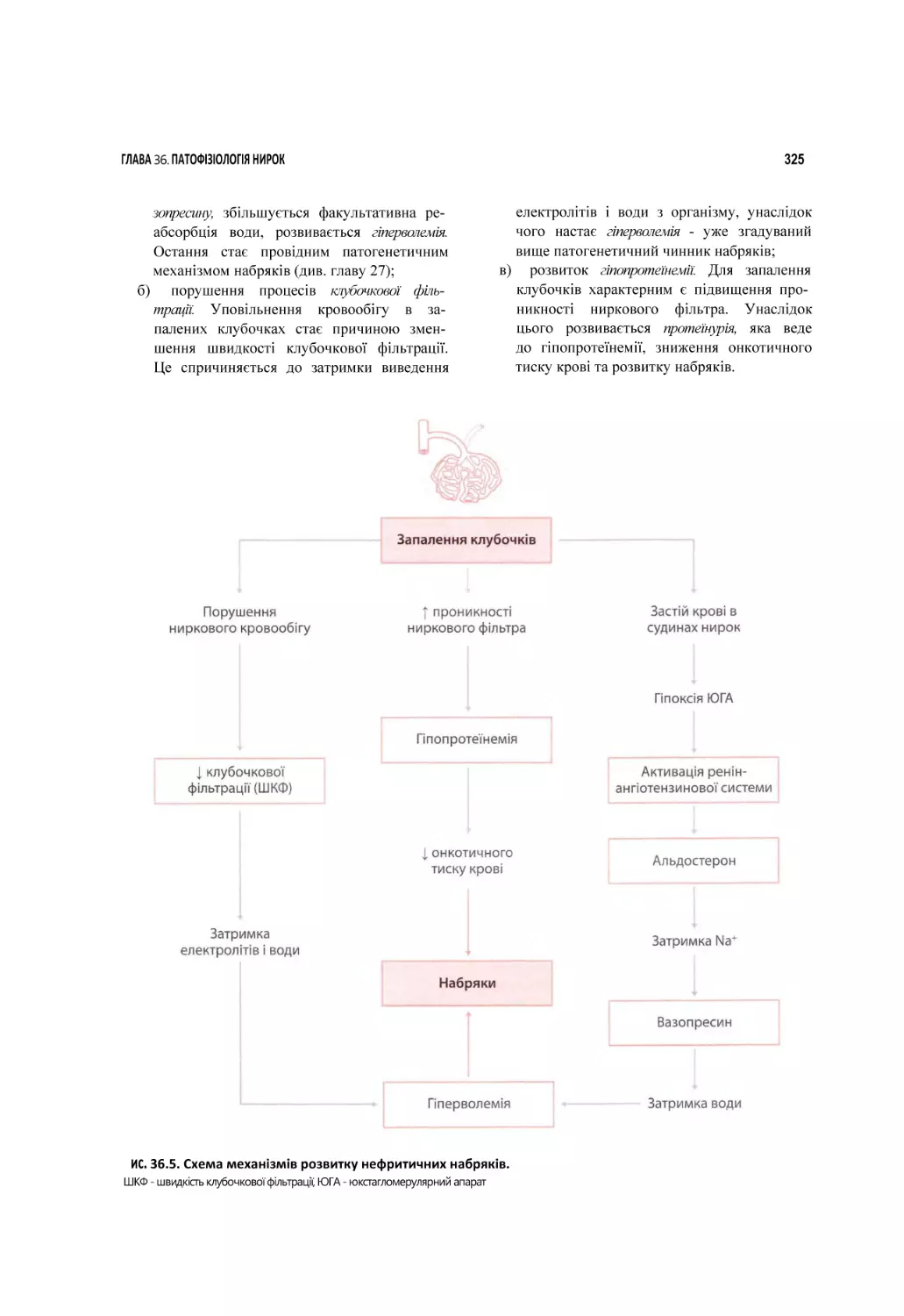 ис. 36.5. Схема механізмів розвитку нефритичних набряків.