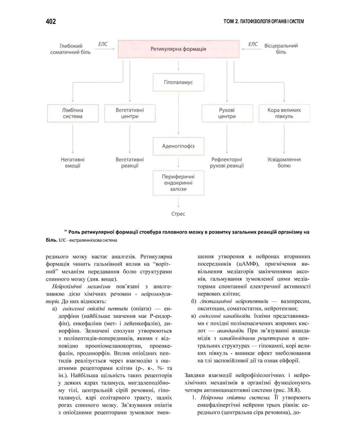 '’ Роль ретикулярної формації стовбура головного мозку в розвитку загальних реакцій організму на біль. ЕЛС - екстралемніскова система