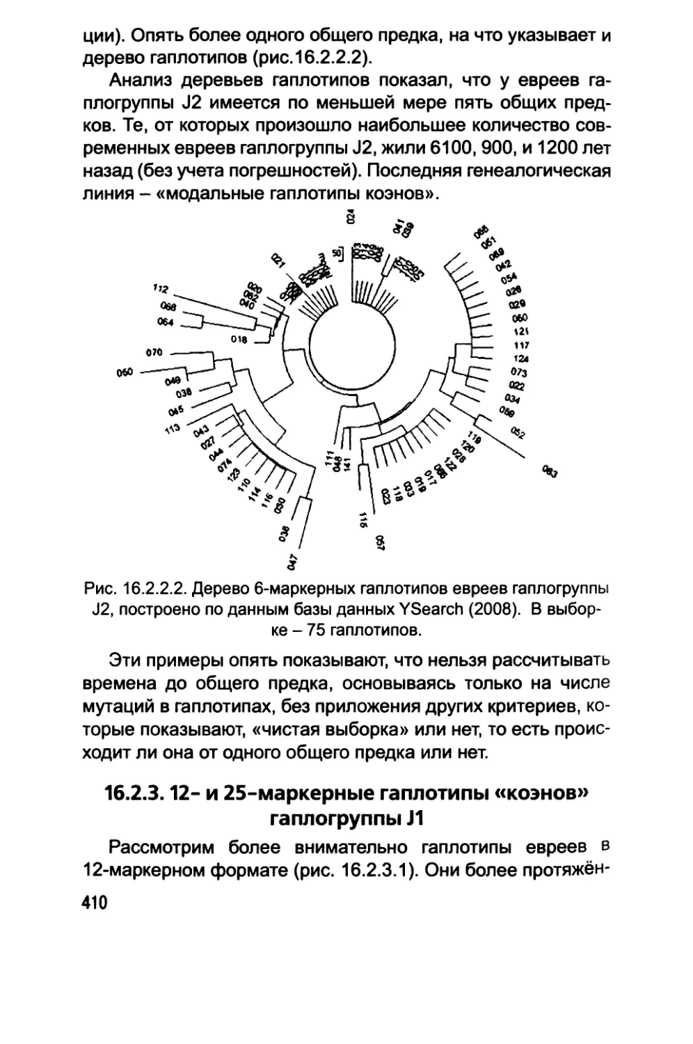 16.2.3. 12- и 25-маркерные гаплотипы «коэнов»