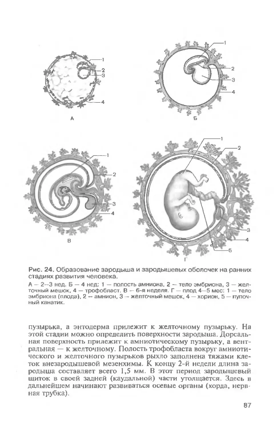 эмбрион человека на 5 день