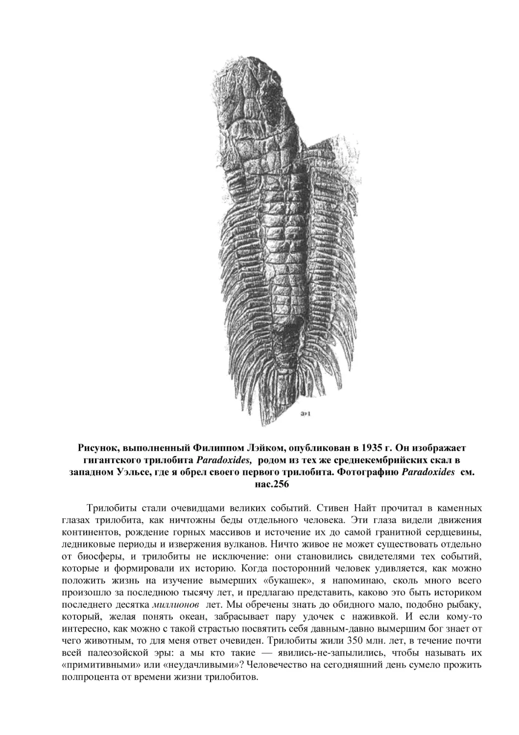 Рисунок, выполненный Филиппом Лэйком, опубликован в 1935 г. Он изображает гигантского трилобита Paradoxides,  родом из тех же среднекембрийских скал в западном Уэльсе, где я обрел своего первого трилобита. Фотографию Paradoxides  см. нас.256