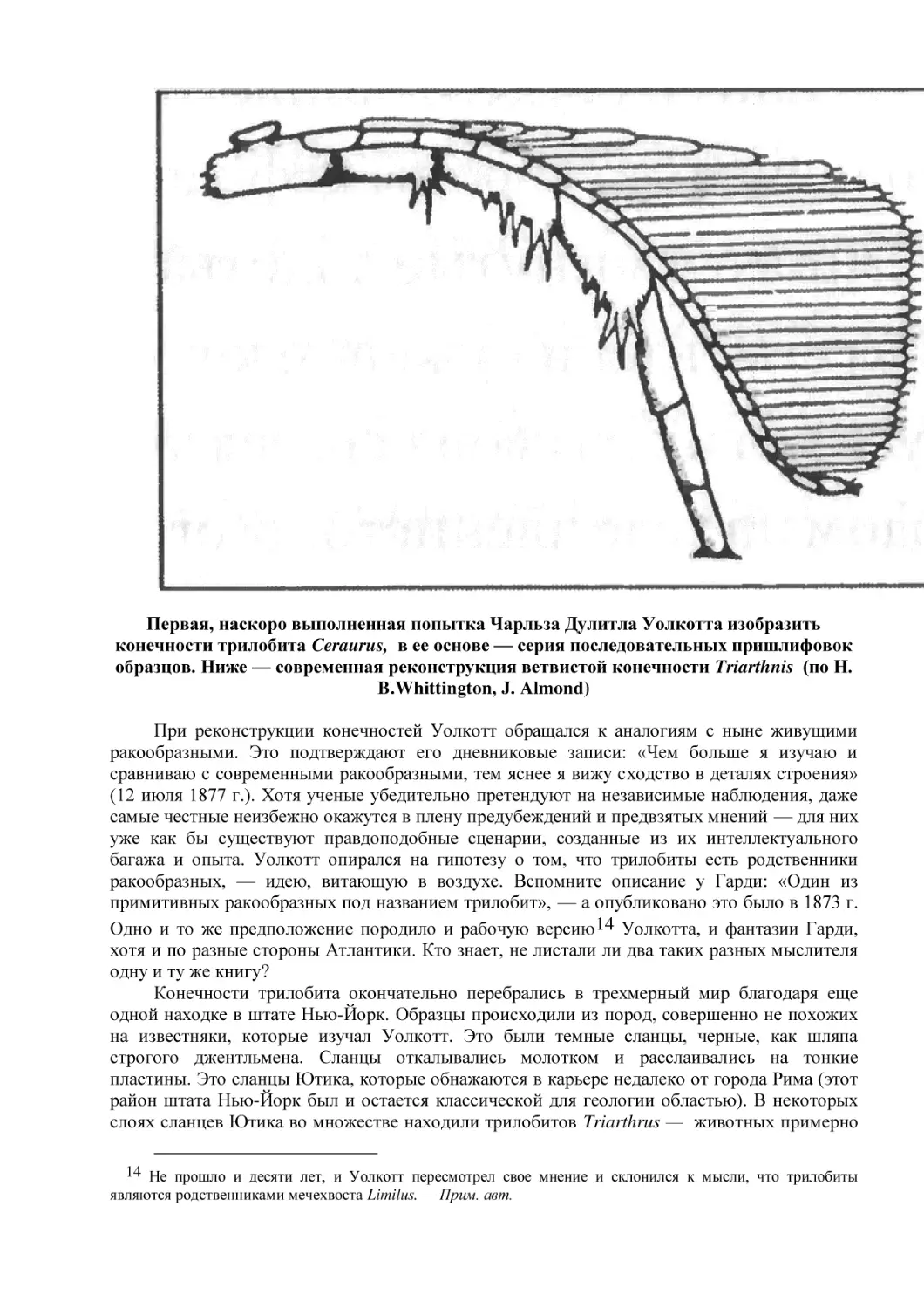Первая, наскоро выполненная попытка Чарльза Дулитла Уолкотта изобразить конечности трилобита Ceraurus,  в ее основе — серия последовательных пришлифовок образцов. Ниже — современная реконструкция ветвистой конечности Triarthnis  (по Н. B.Whittington, ...