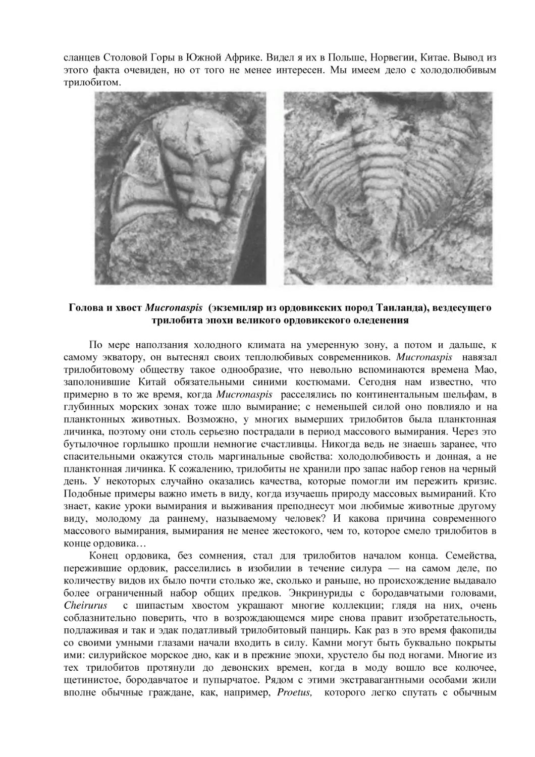 Голова и хвост Mucronaspis  (экземпляр из ордовикских пород Таиланда), вездесущего трилобита эпохи великого ордовикского оледенения