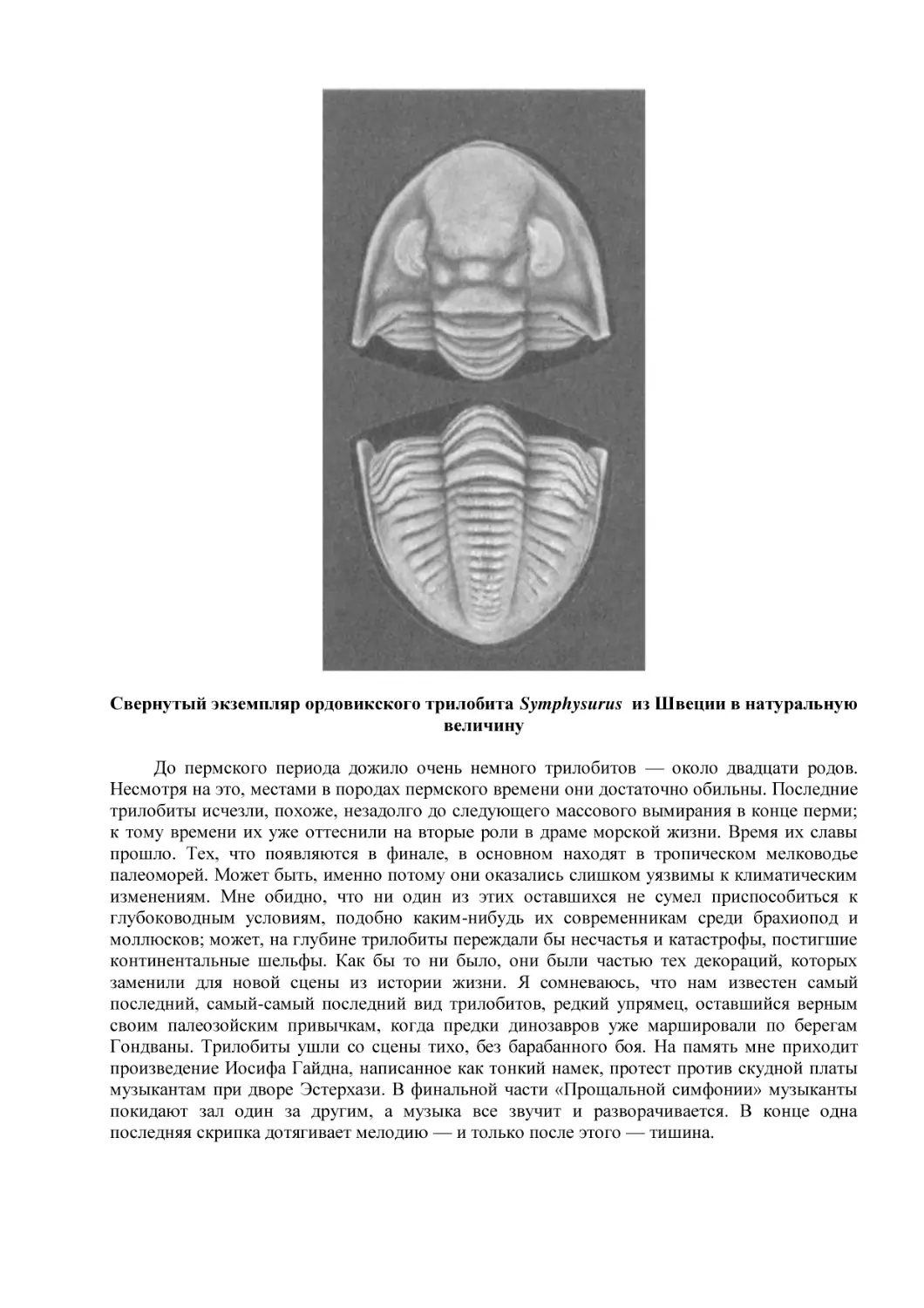 Свернутый экземпляр ордовикского трилобита Symphysurus  из Швеции в натуральную величину