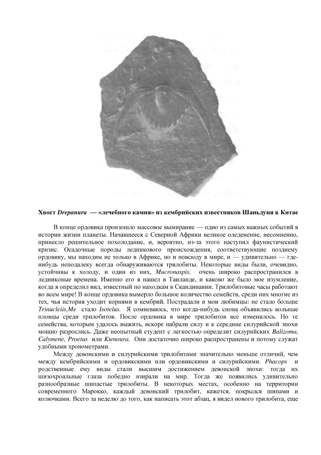 Хвост Drepanura  — «лечебного камня» из кембрийских известняков Шаньдуня в Китае