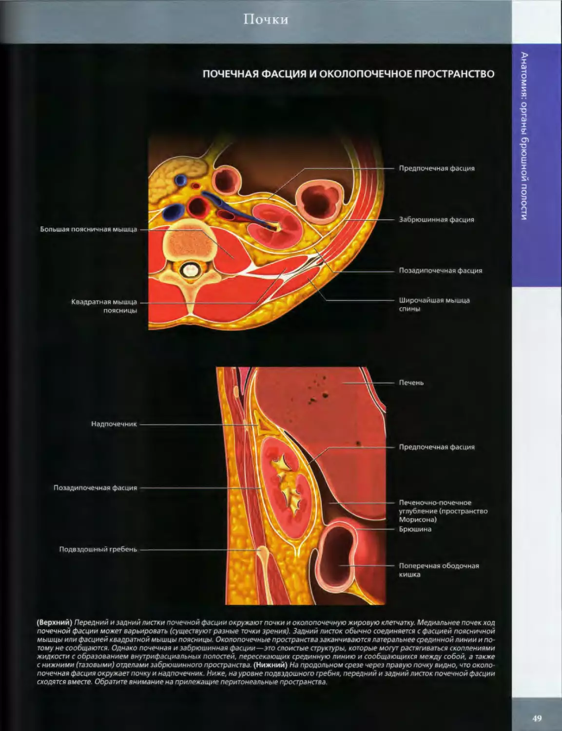 ПОЧЕЧНАЯ ФАСЦИЯ И ОКОЛОПОЧЕЧНОЕ ПРОСТРАНСТВО