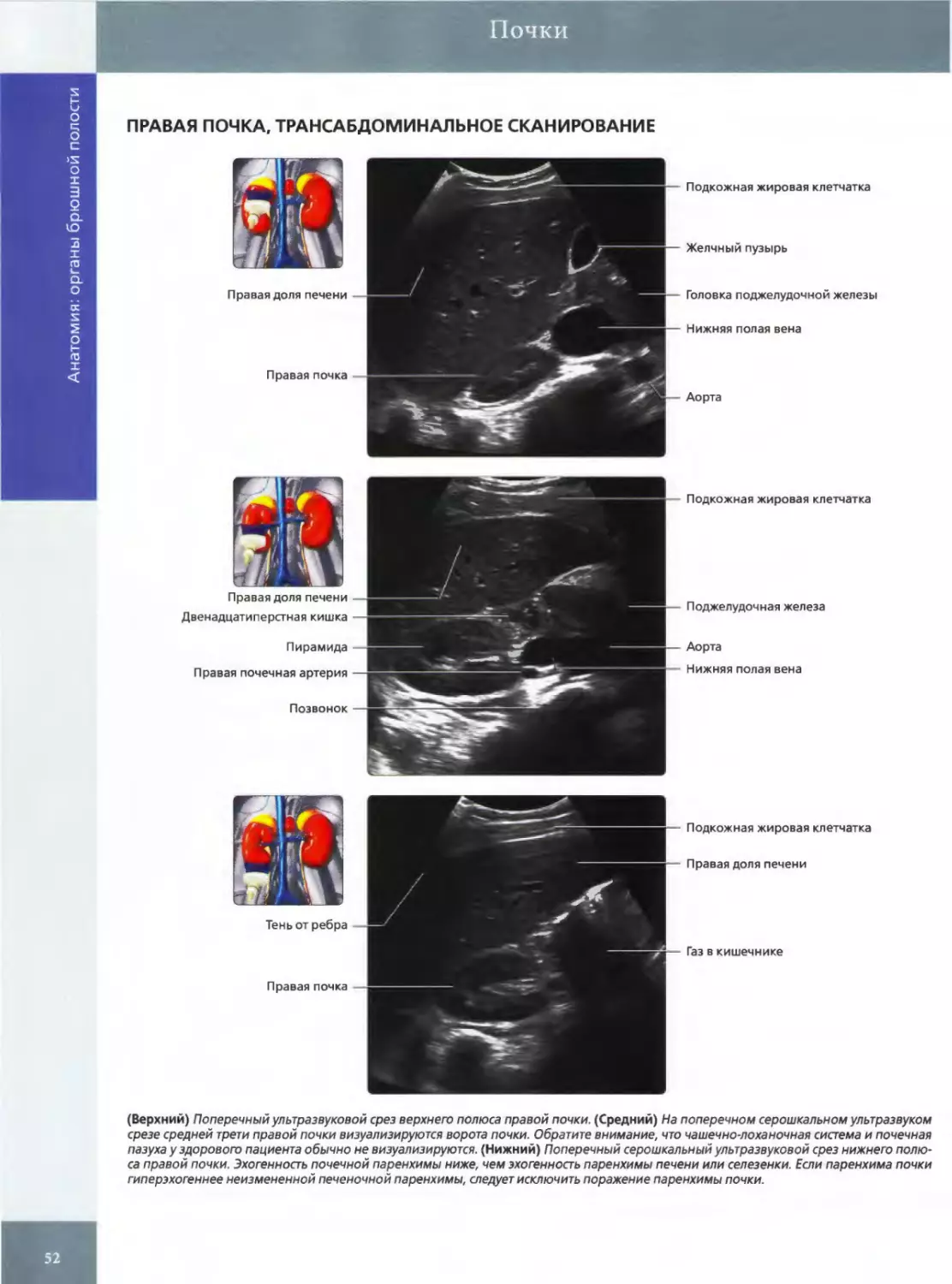 ПРАВАЯ ПОЧКА, ТРАНСАБДОМИНАЛЬНОЕ СКАНИРОВАНИЕ