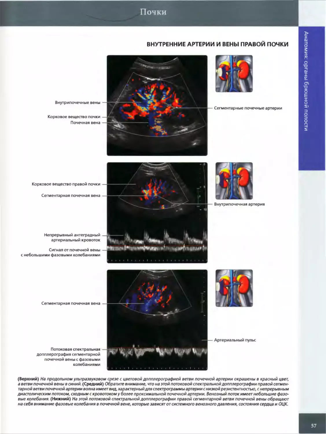 ВНУТРЕННИЕ АРТЕРИИ И ВЕНЫ ПРАВОЙ ПОЧКИ