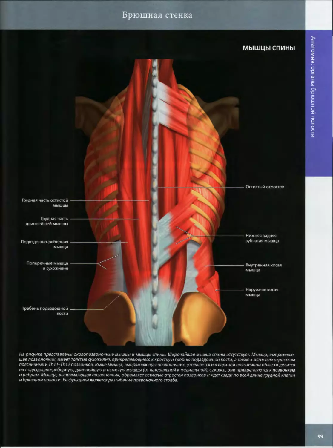 Брюшная стенка
мышцы спины