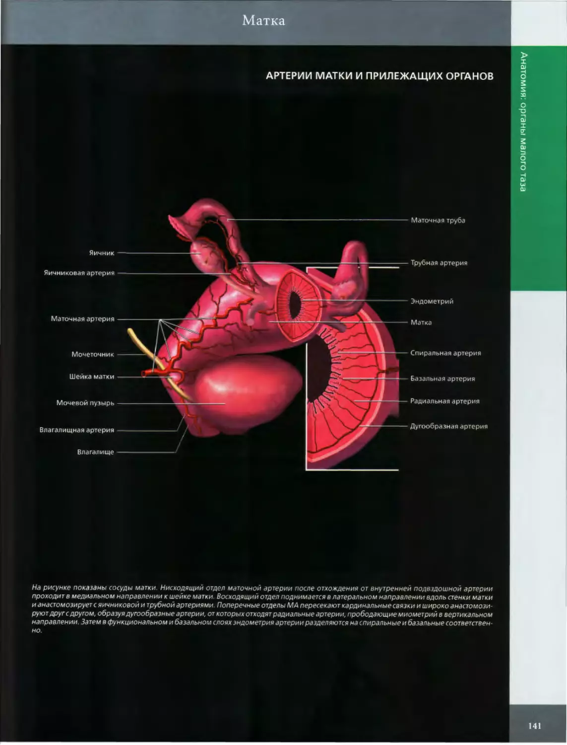 АРТЕРИИ МАТКИ И ПРИЛЕЖАЩИХ ОРГАНОВ
