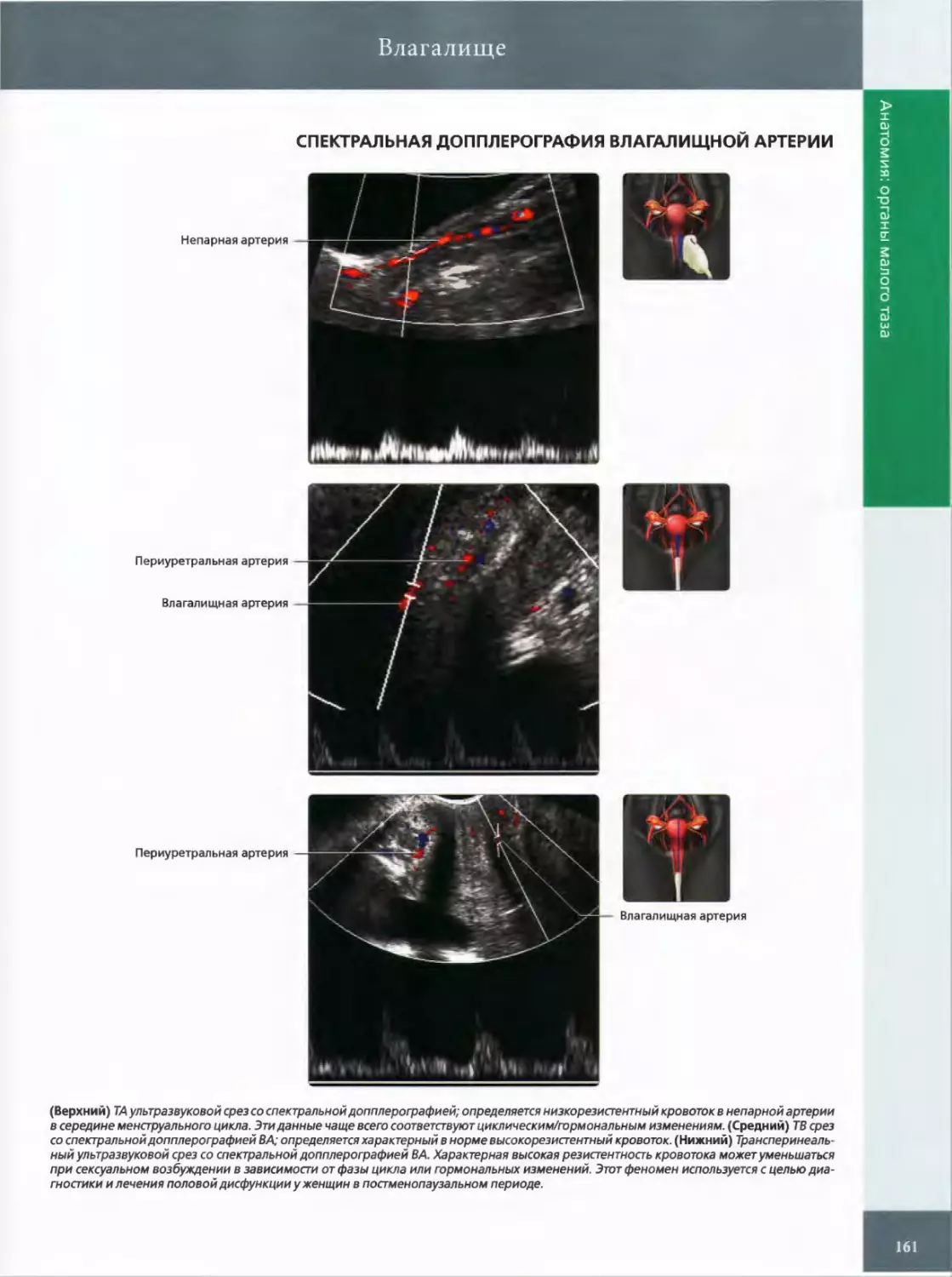 СПЕКТРАЛЬНАЯ ДОППЛЕРОГРАФИЯ ВЛАГАЛИЩНОЙ АРТЕРИИ