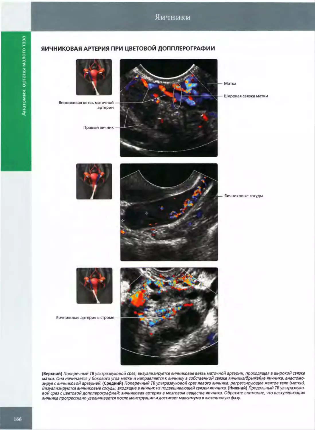 ЯИЧНИКОВАЯ АРТЕРИЯ ПРИ ЦВЕТОВОЙ ДОППЛЕРОГРАФИИ