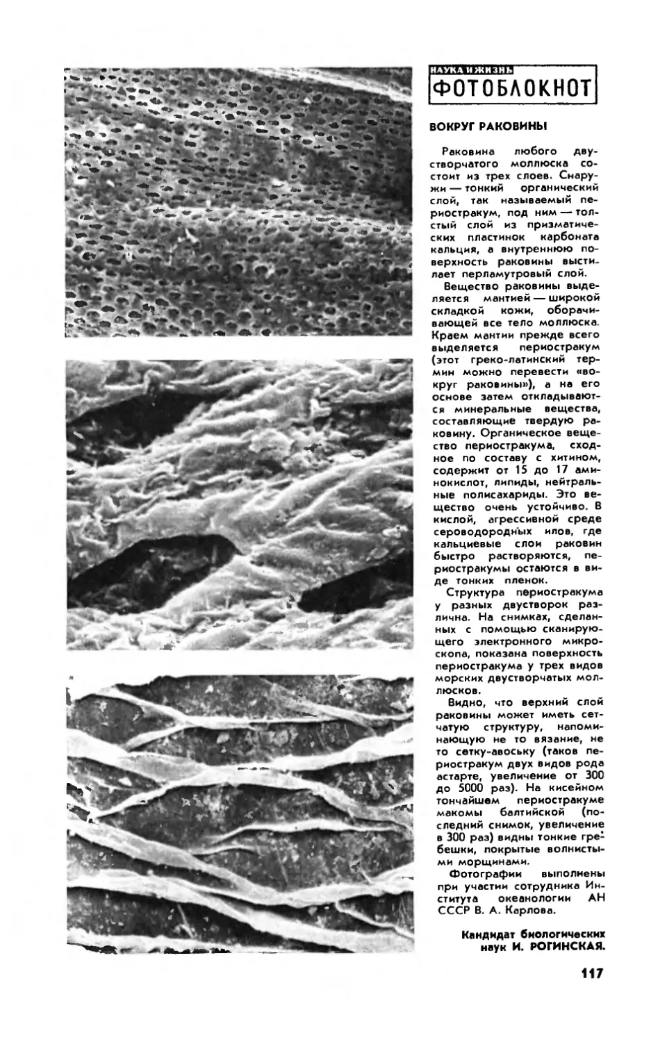 И. РОГИНСКАЯ, канд. биол. наук — Вокруг раковины