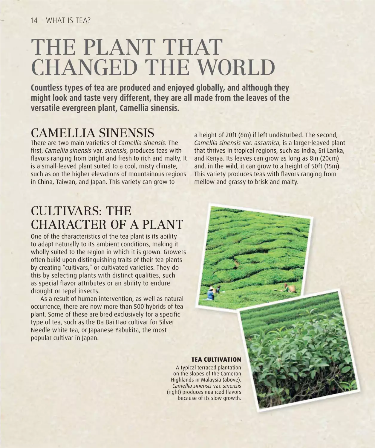 The plant that changed the world 14