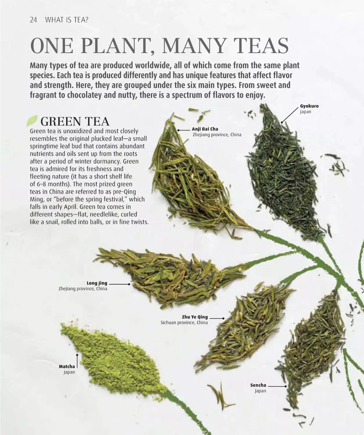 One plant, many teas 24