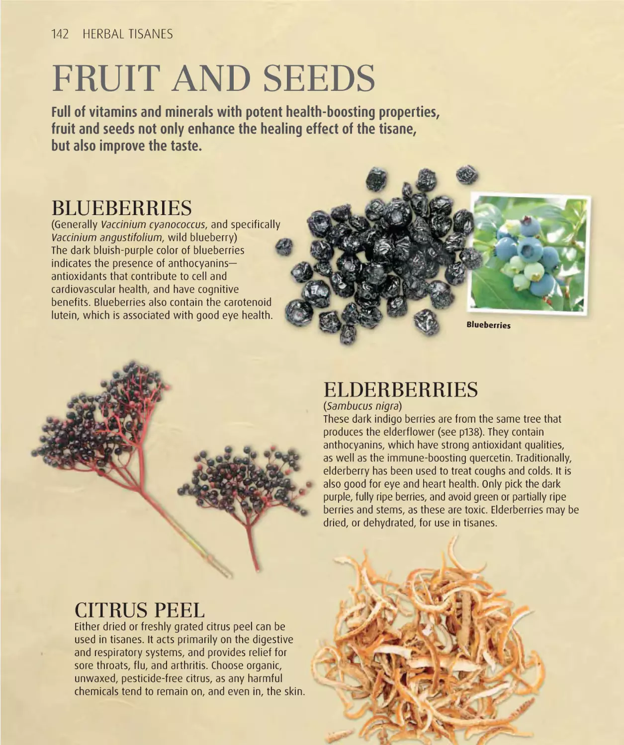 Fruits and seeds 142