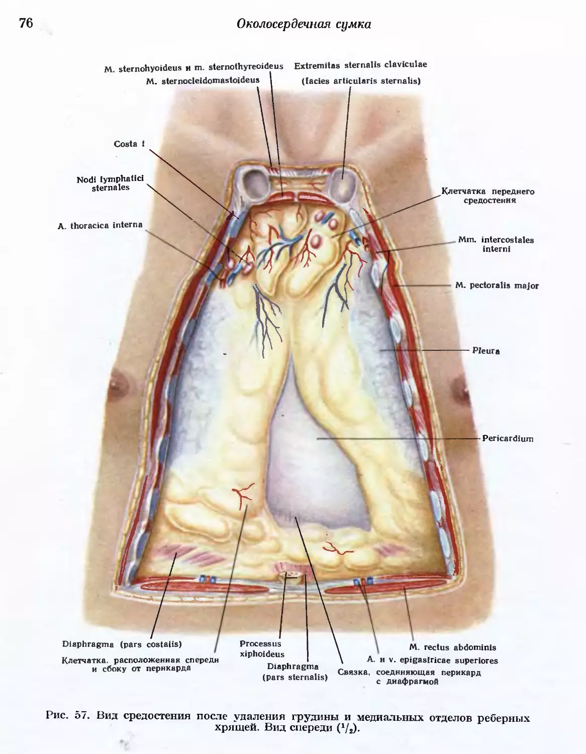 Средостение перикард анатомия