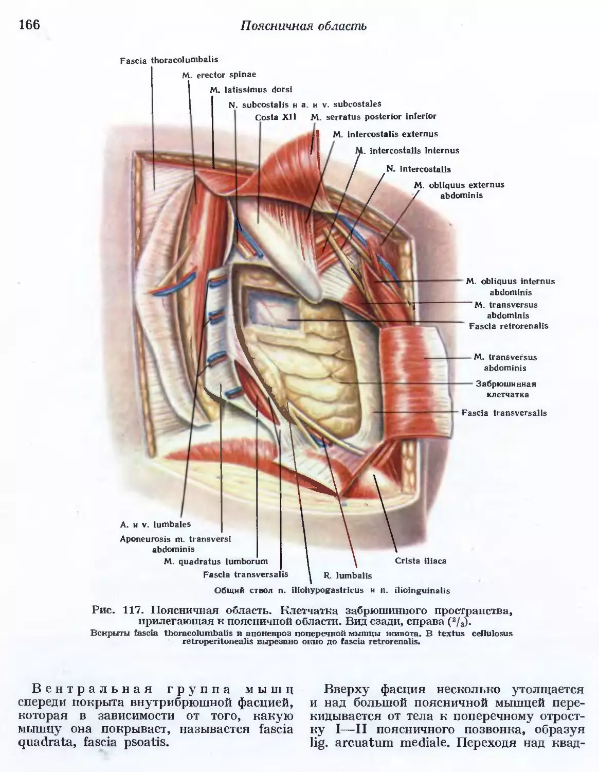 Фасция thoracolumbalis