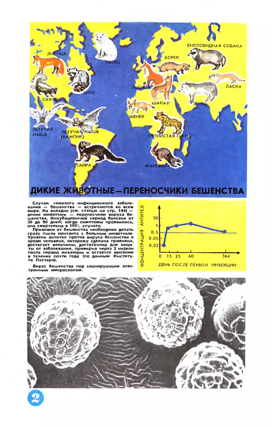 Рис. И. Разиной — Дикие животные — переносчики бешенства.