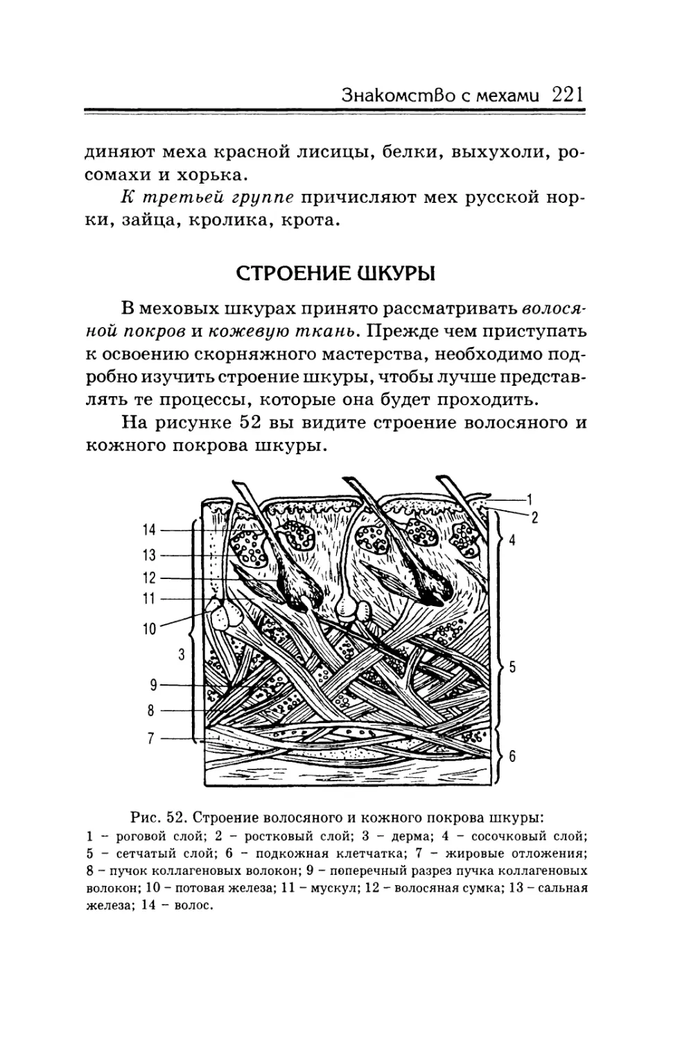 Строение шкуры