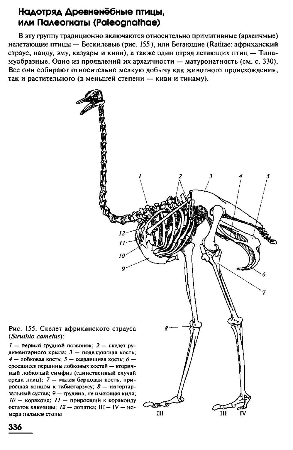 Надотрgд Древненёбные птицы (Paleognalhae)