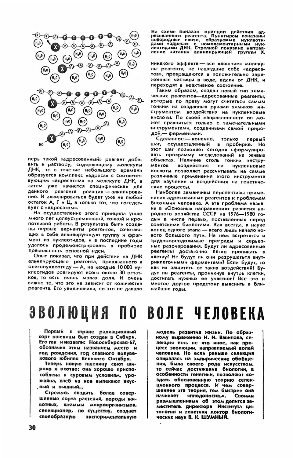 В. ШУМНЫЙ, докт. биол. наук — Эволюция по воле человека