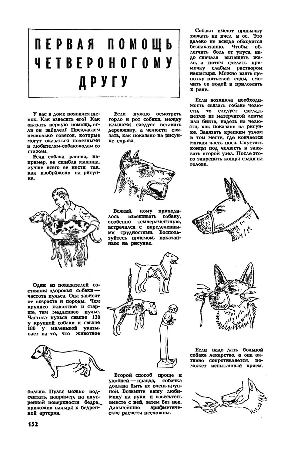 [Школа практических знаний] — Первая помощь четвероногому другу