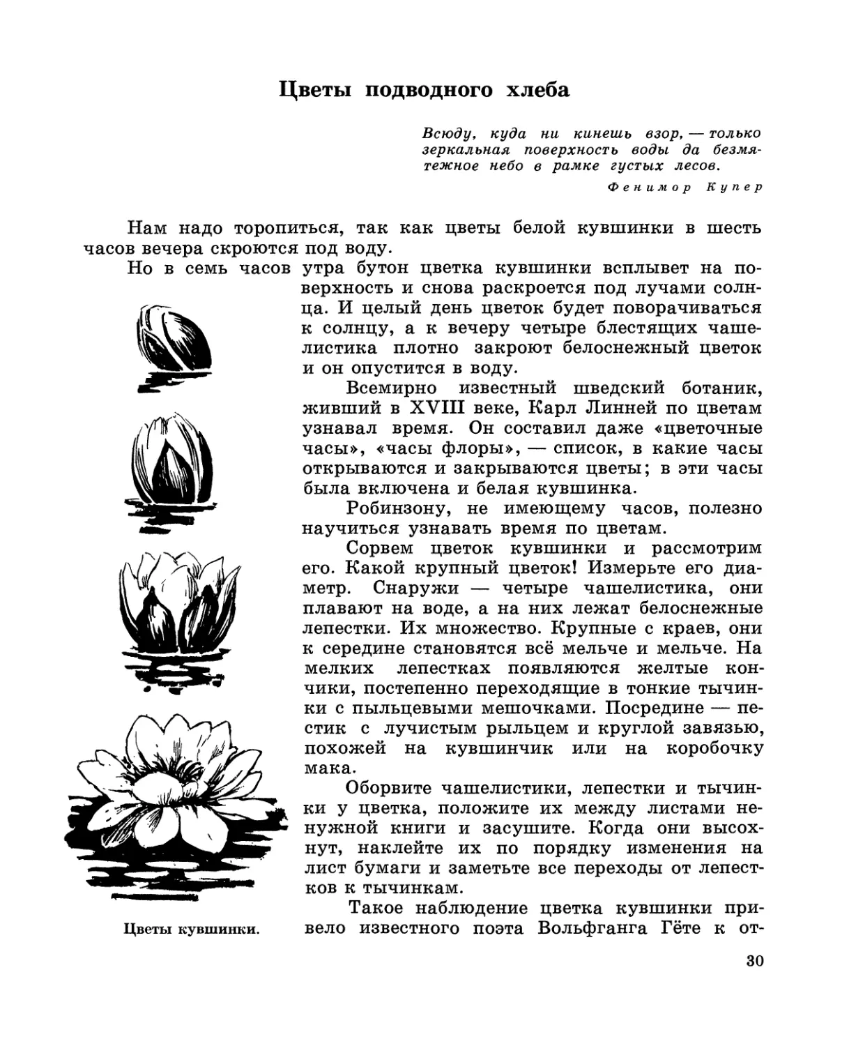 Цветы подводного хлеба