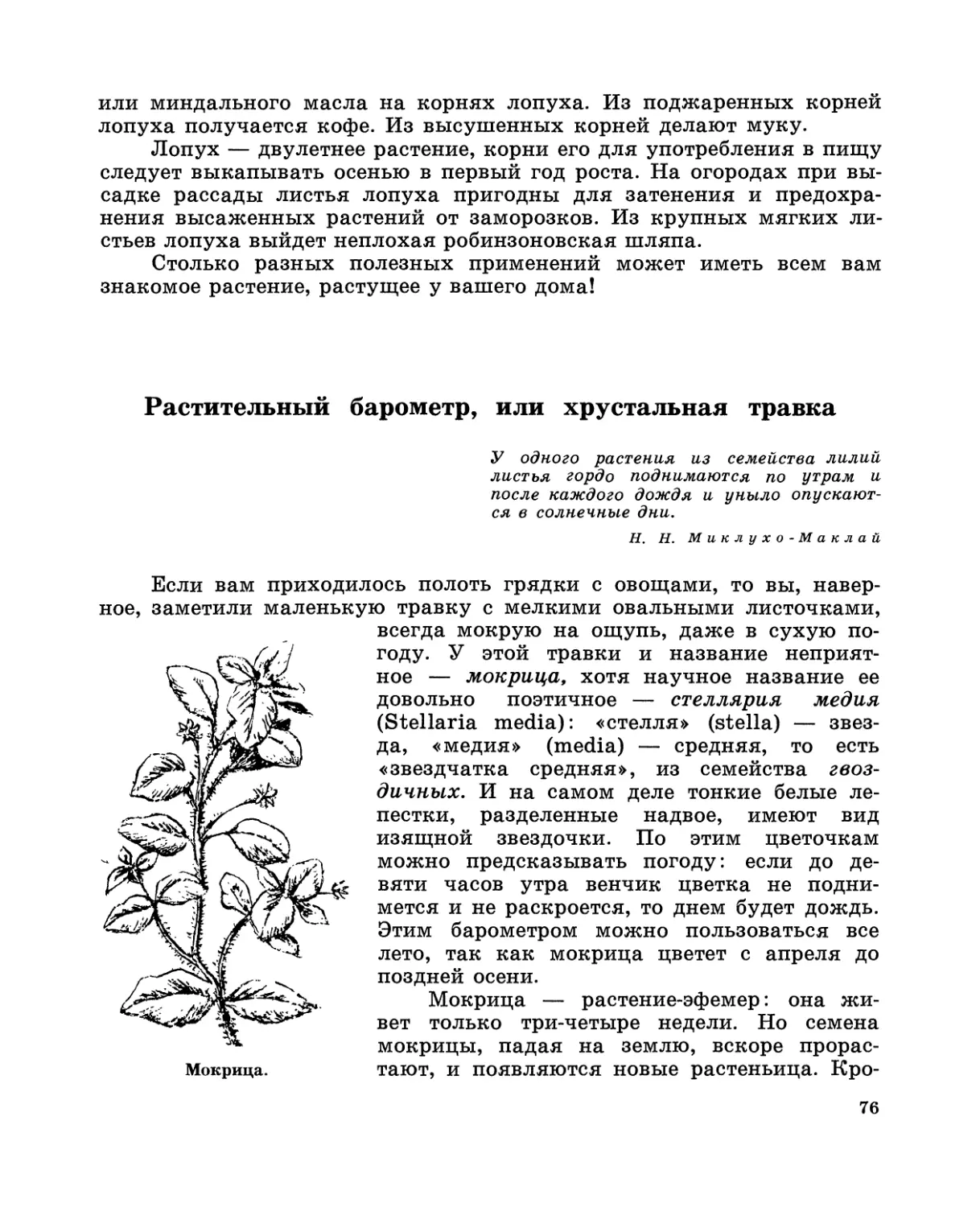 Растительный барометр, или хрустальная травка