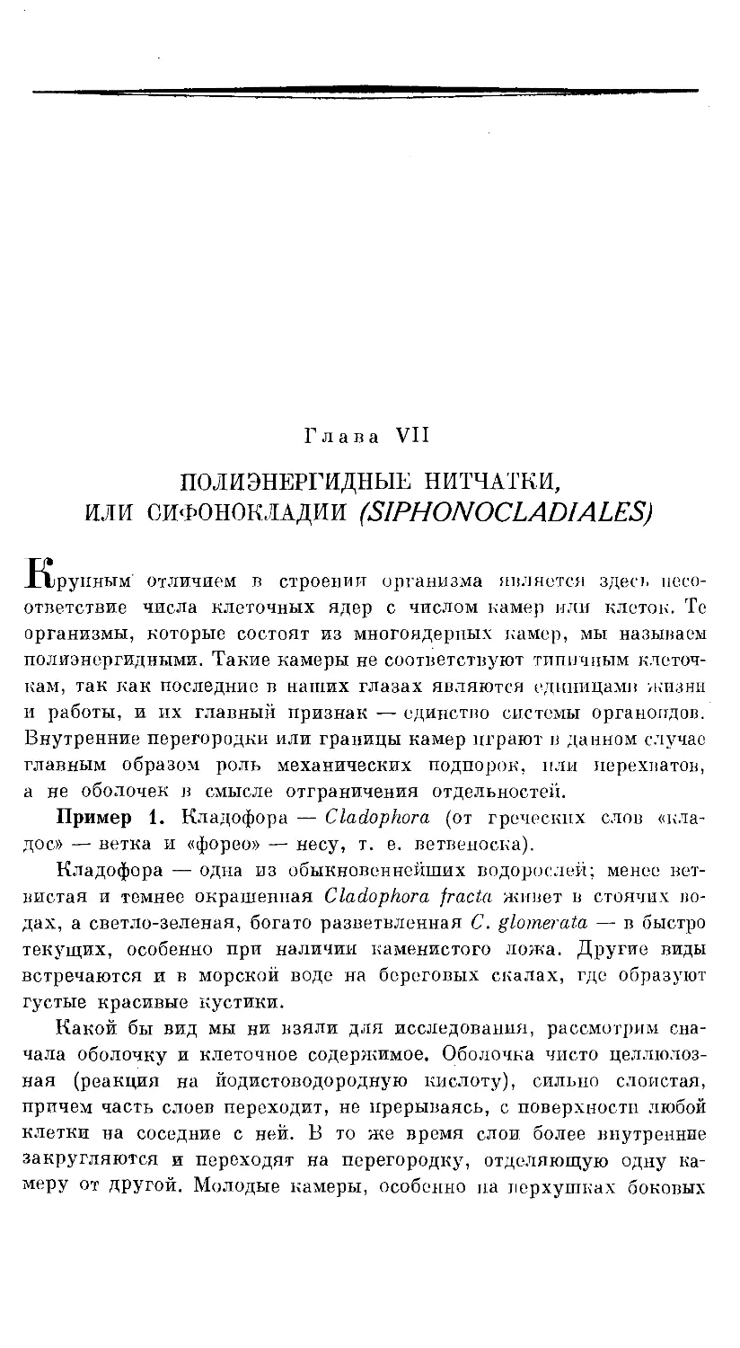 {364} Глава VII. ПОЛИЭНЕРГИДНЫЕ НИТЧАТКИ, ИЛИ СИФОНОКЛАДИИ