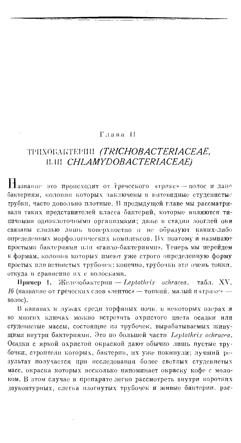 {431} Глава II. ТРИХОБАКТЕРИИ