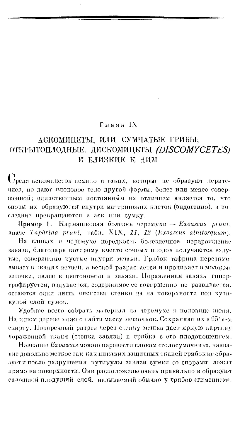 {481} Глава IX. АСКОМИЦЕТЫ, ИЛИ СУМЧАТЫЕ ГРИБЫ; ОТКРЫТОПЛОДНЫЕ, ДИСКОМИЦЕТЫ И БЛИЗКИЕ К НИМ