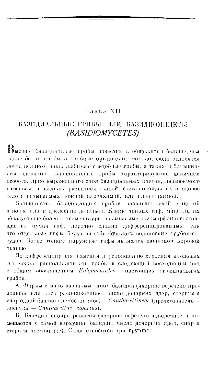 {505} Глава XII. БАЗИДИАЛЬНЫЕ ГРИБЫ, ИЛИ БАЗИДИОМИЦЕТЫ