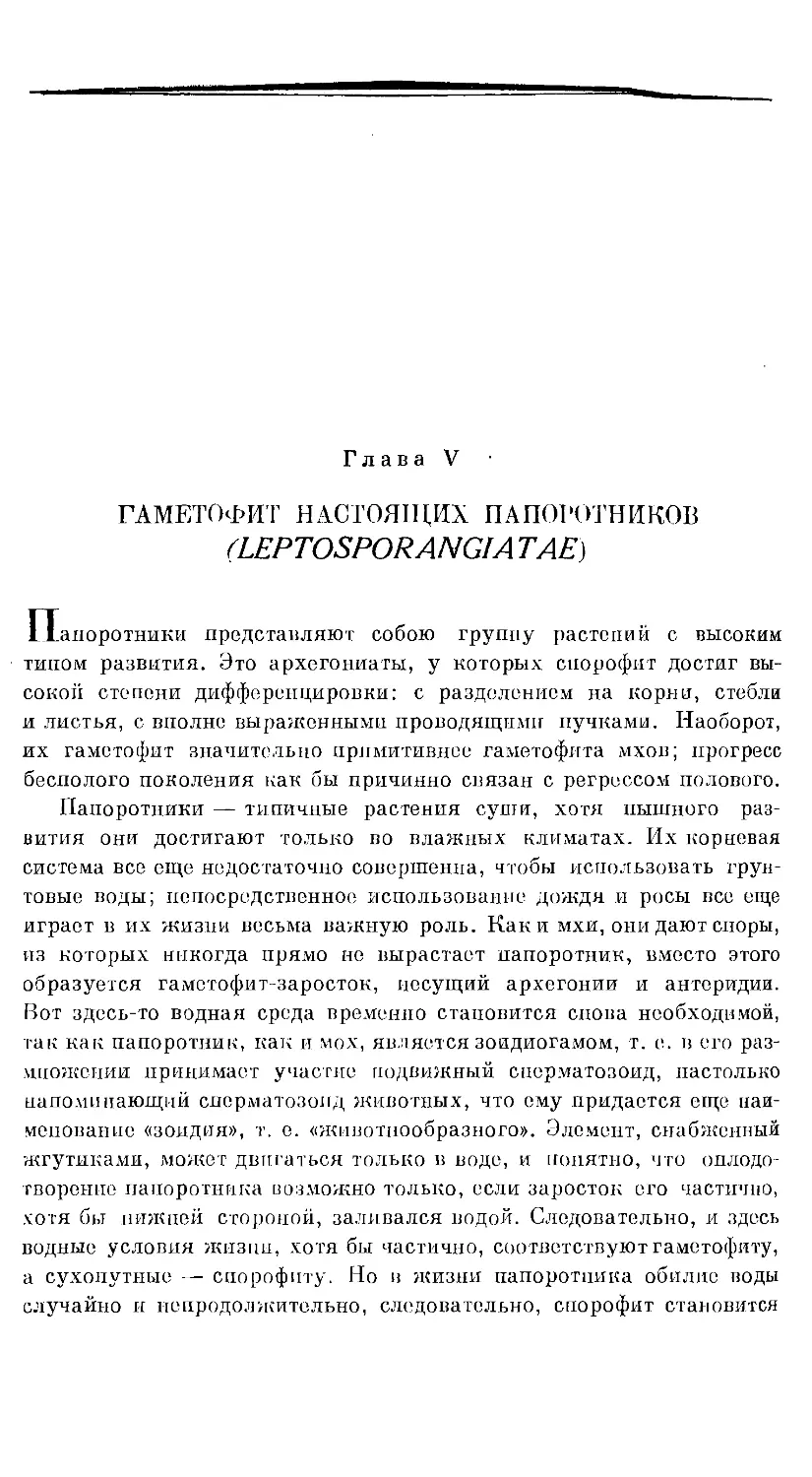 {556} Глава V. ГАМЕТОФИТ НАСТОЯЩИХ ПАПОРОТНИКОВ