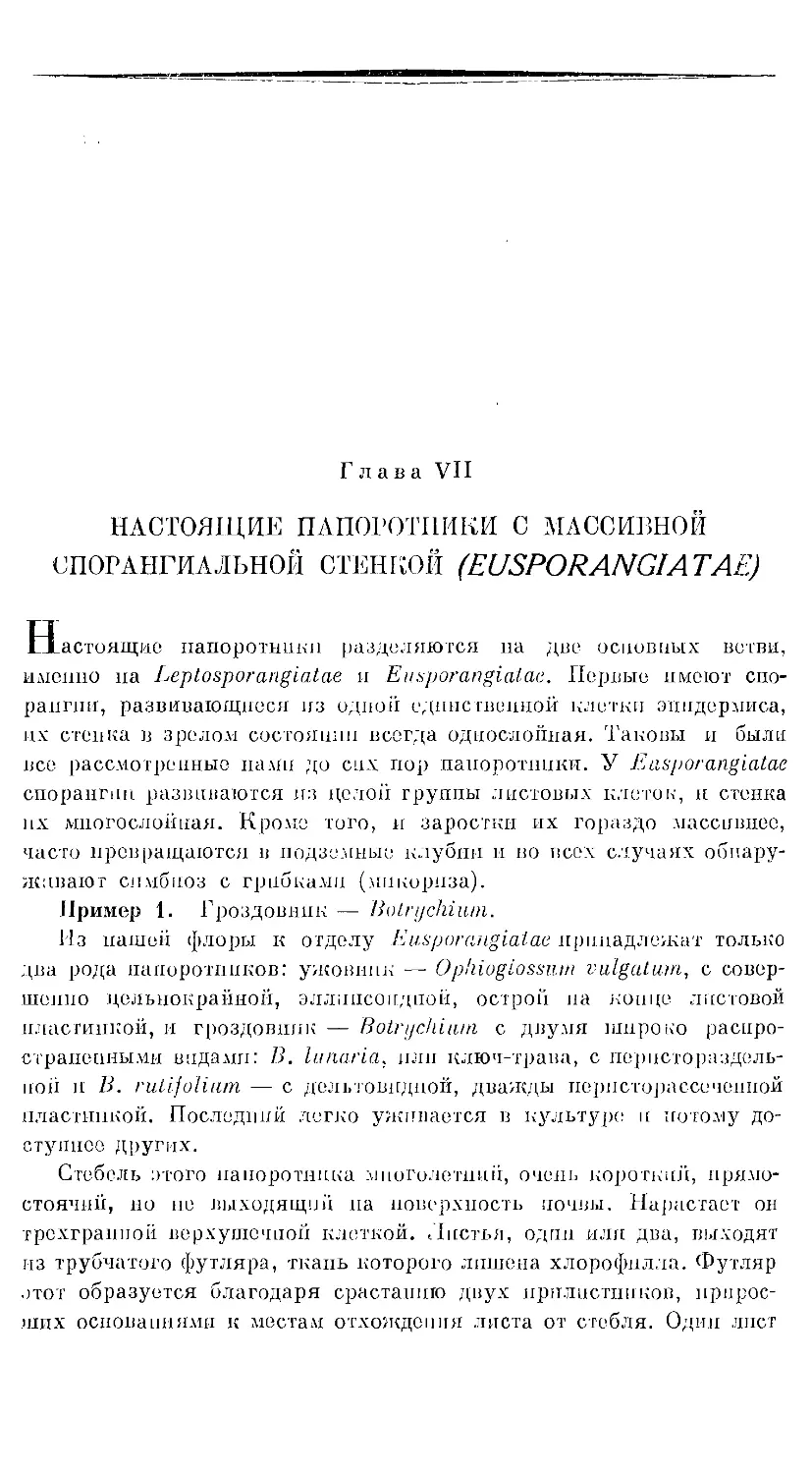 {566} Глава VII. НАСТОЯЩИЕ ПАПОРОТНИКИ С МАССИВНОЙ СПОРАНГИАЛЬНОЙ СТЕНКОЙ